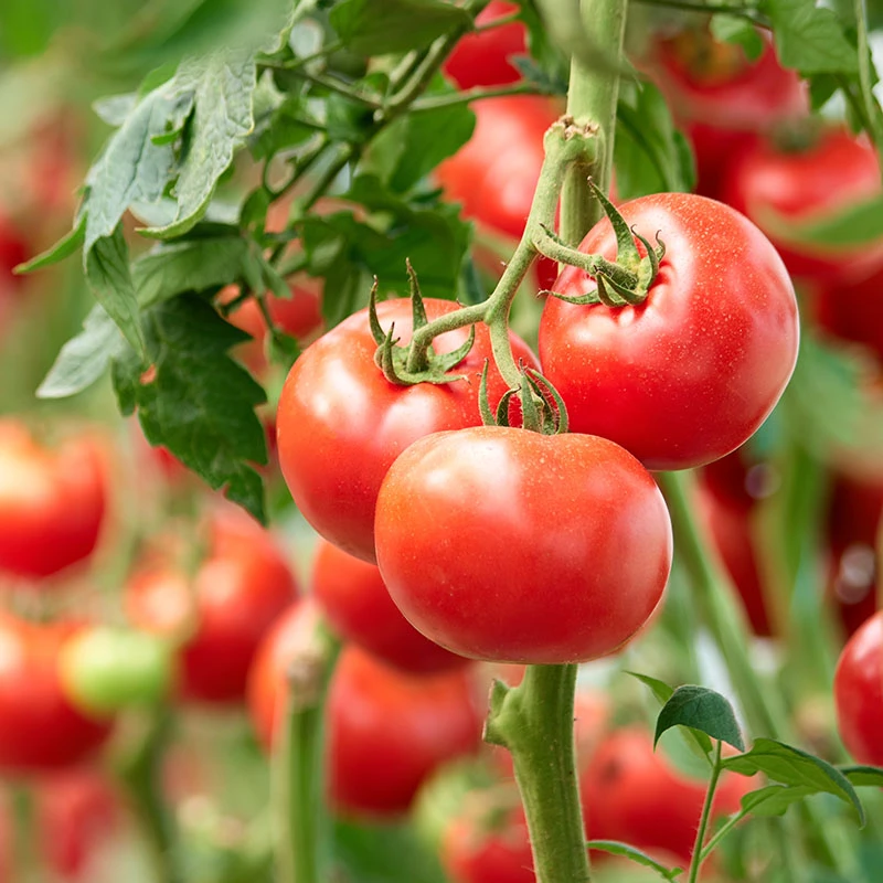 Tomates